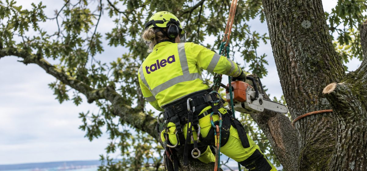 Arborist från Talea i klätterutrustning beskär en ek med motorsåg