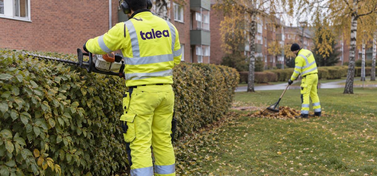 Talea-medarbetare klipper häck och krattar löv i ett bostadsområde